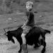 Schooboy+Goat+Norway.jpg